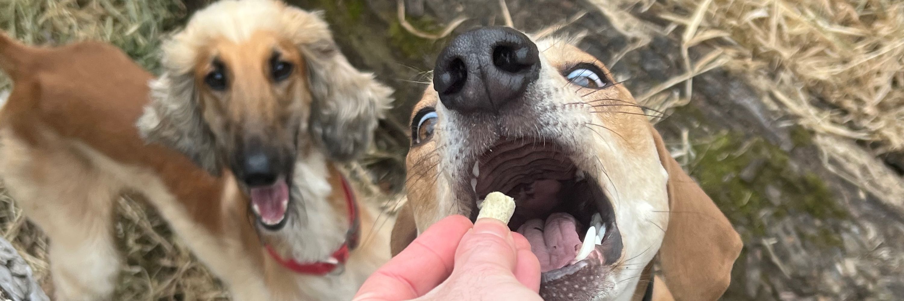 Hound Enthusiast
