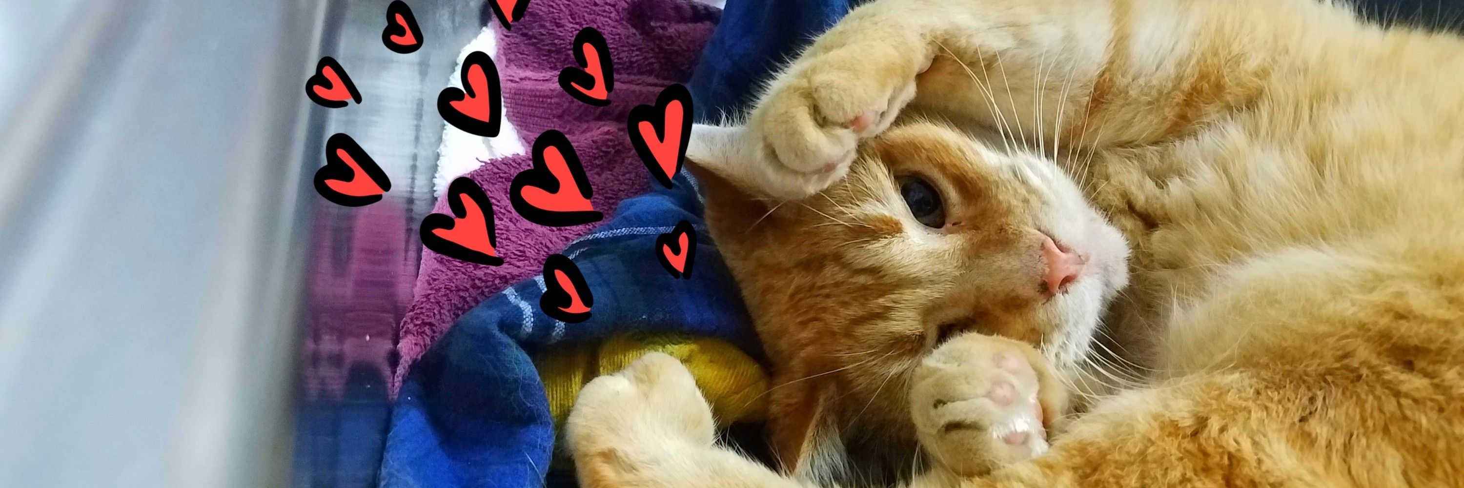 Cheddar Biscuits