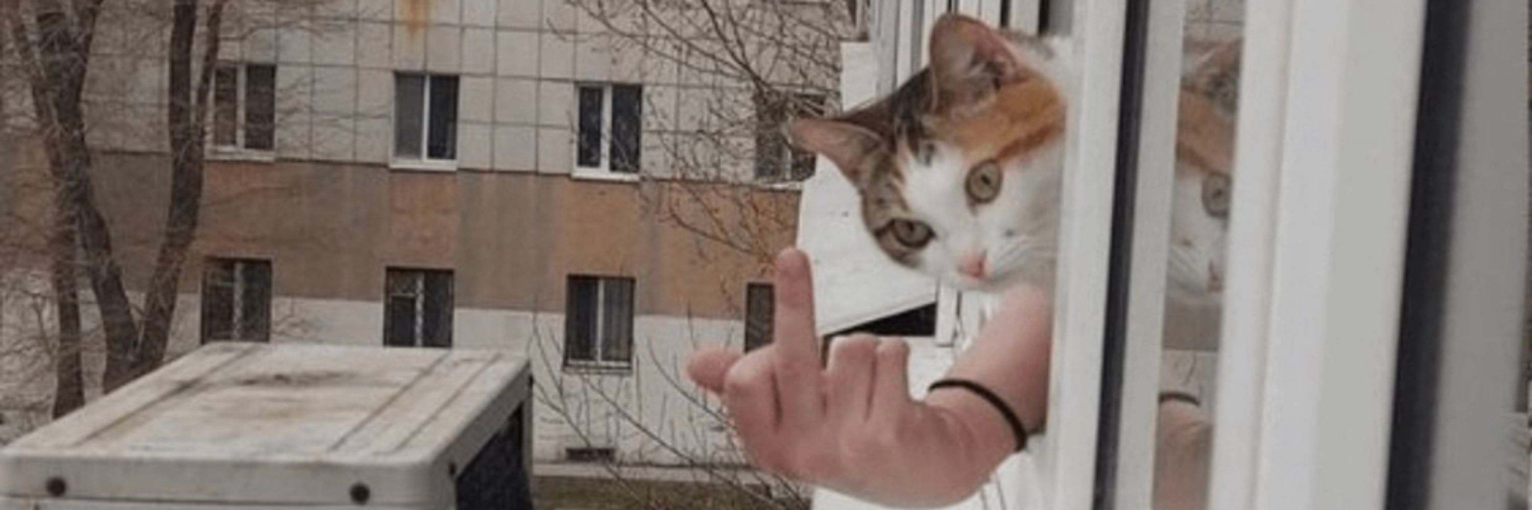 v.