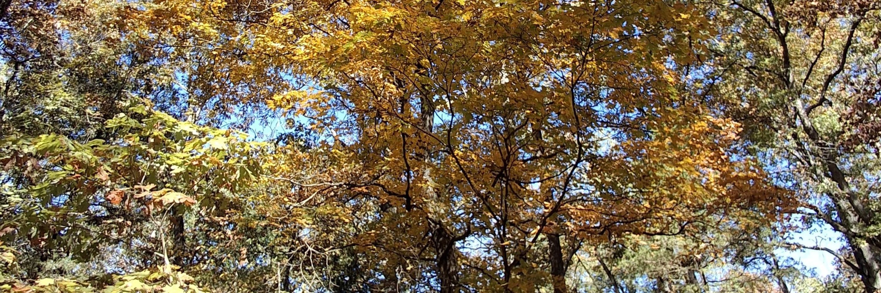 Little Tree