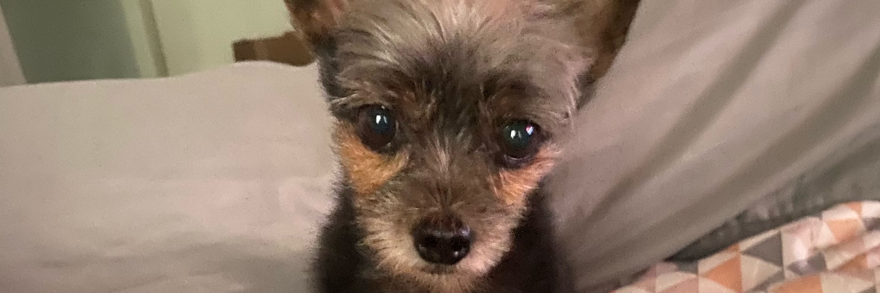 Juju
