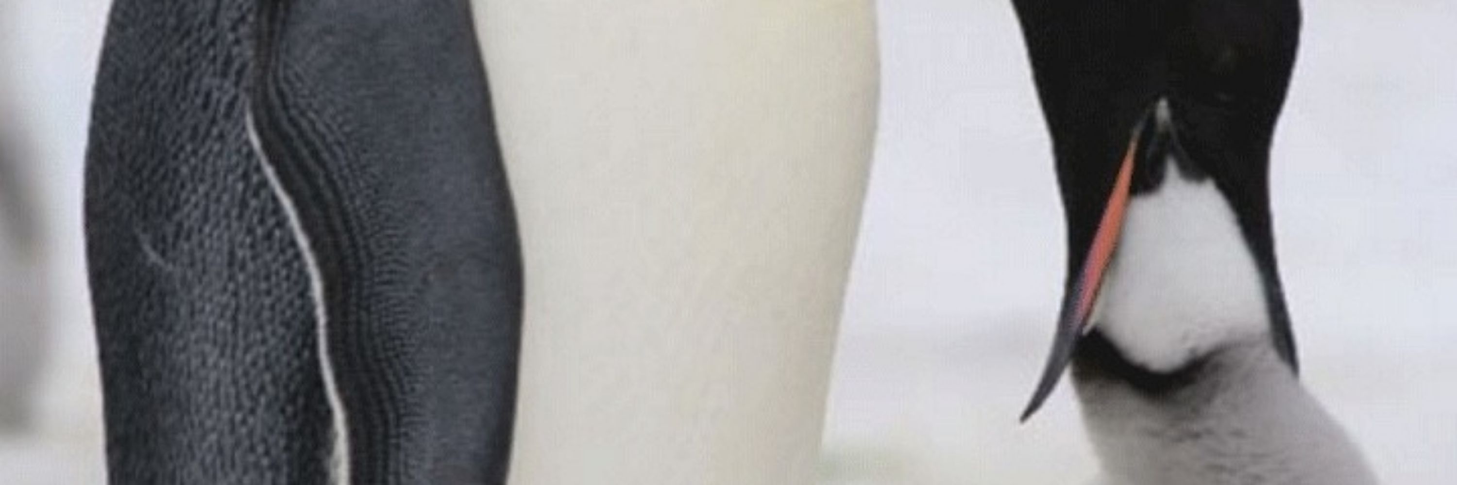 쌍어