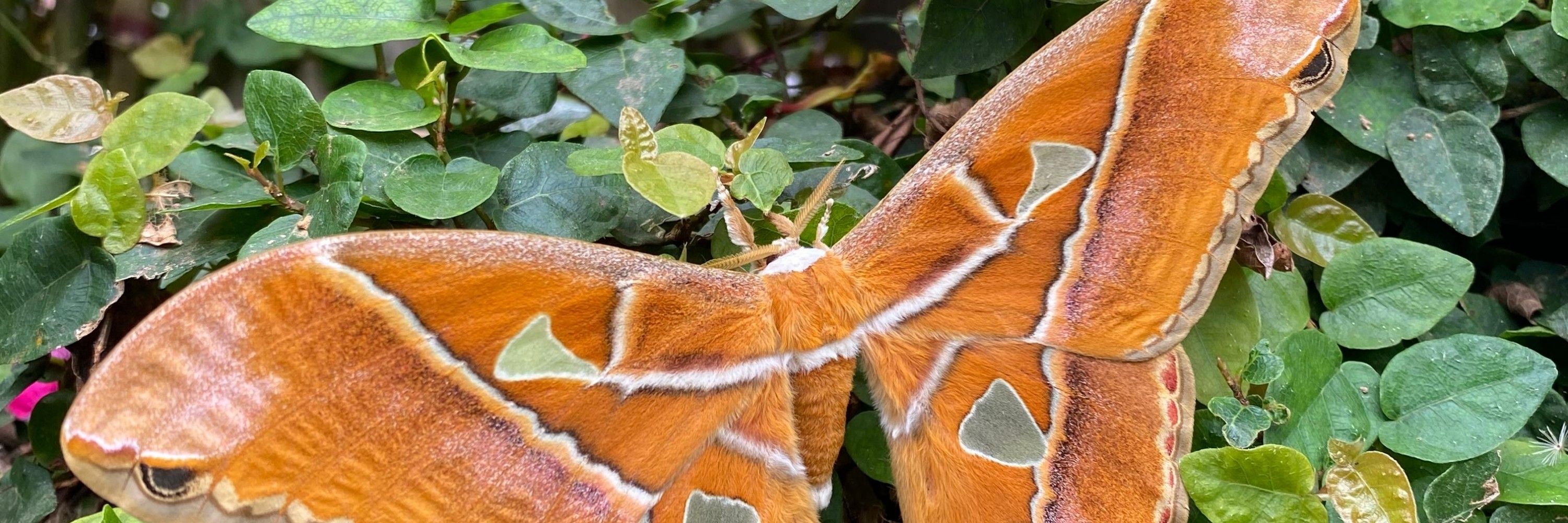 Hemillay 🦋