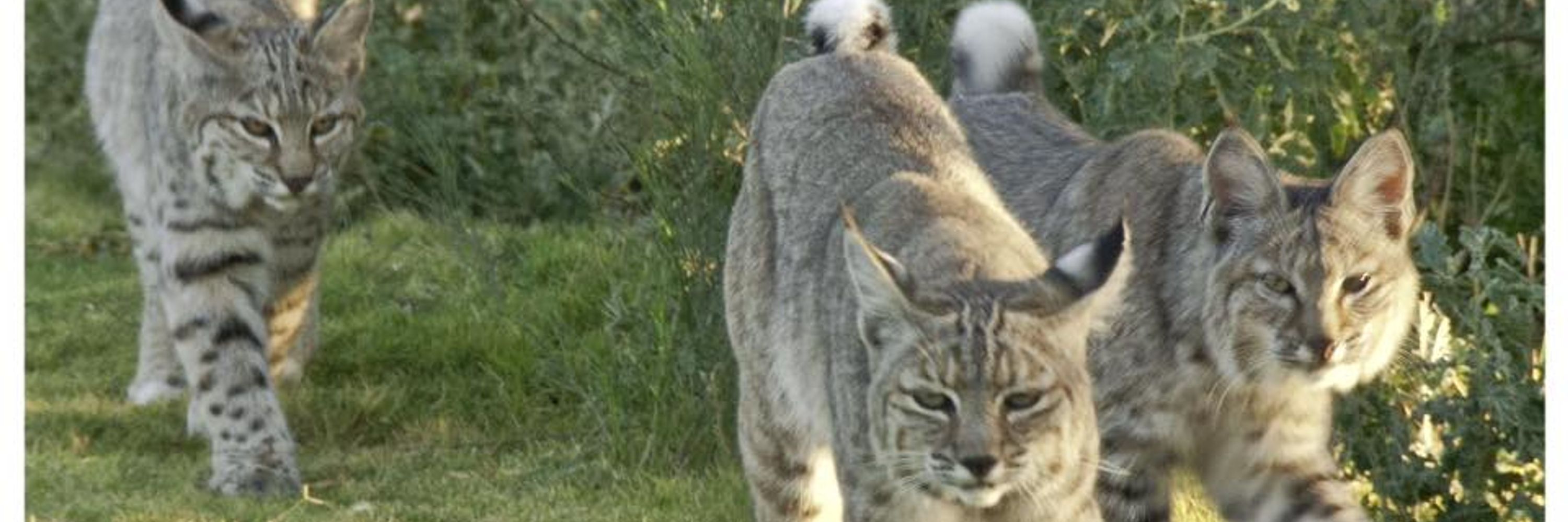 AZ Tucson Bobcat