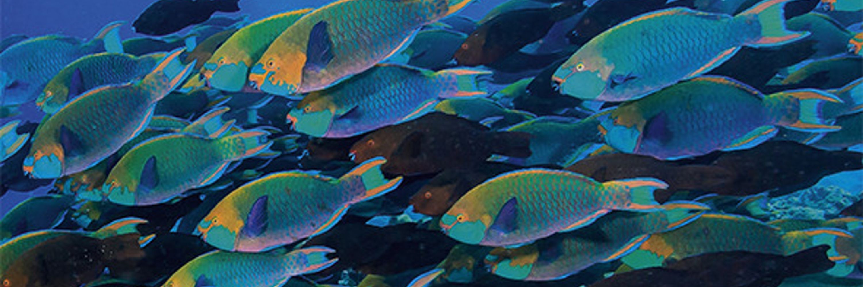 Trends in Ecology & Evolution