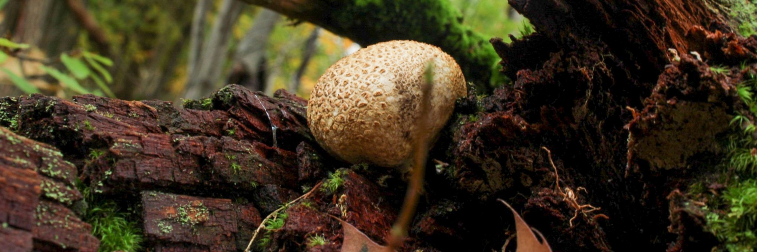 MycoDruid