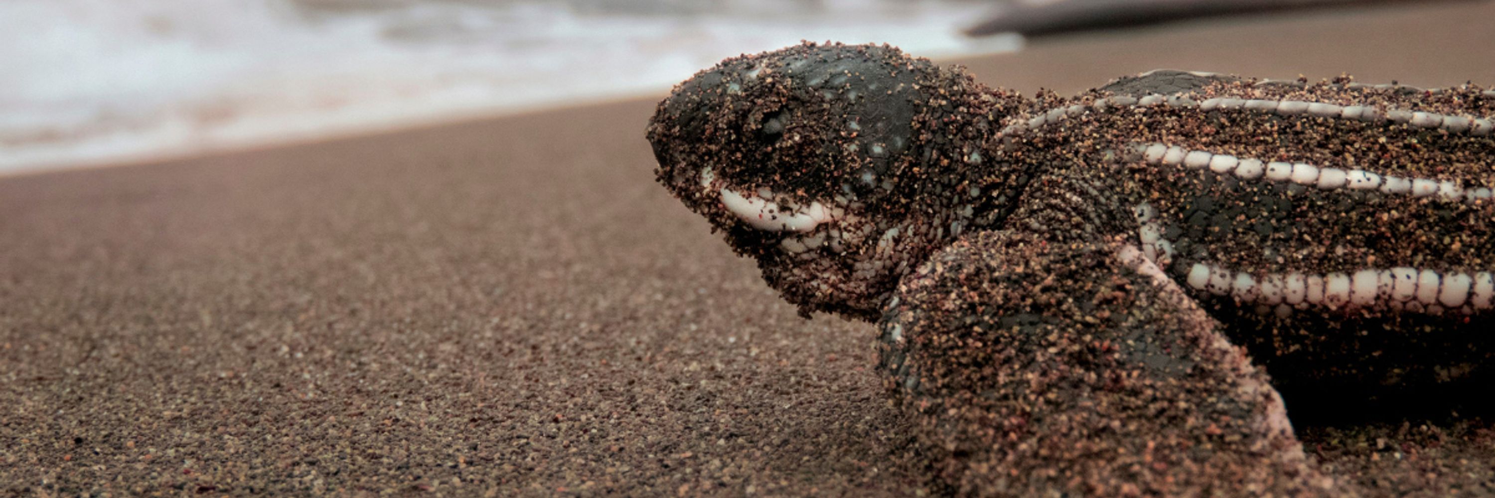 Turtle Island Restoration Network