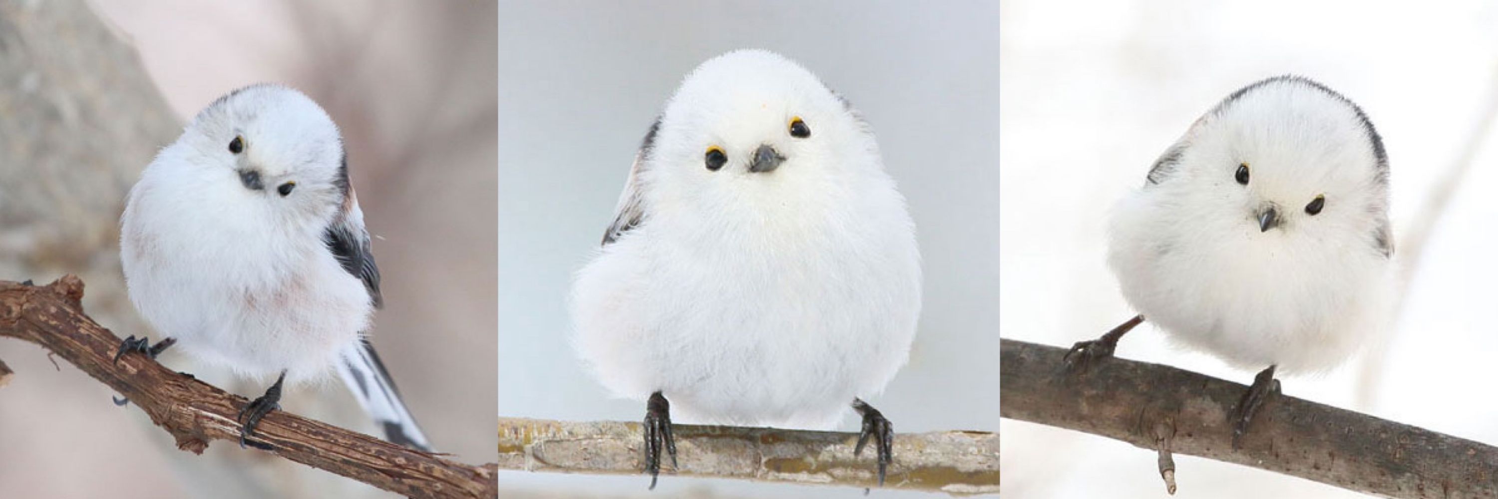 sora