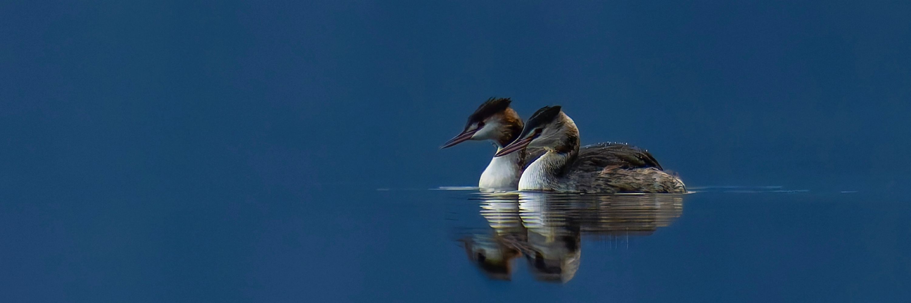 Captivating Wildlife
