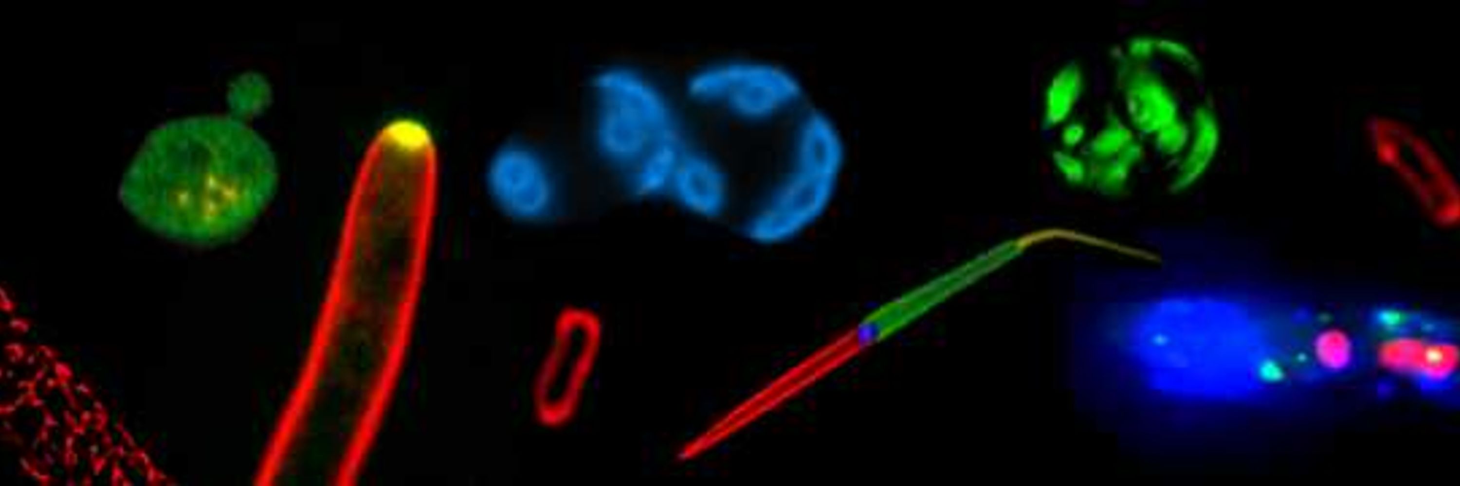H.-P. Schmitz Lab