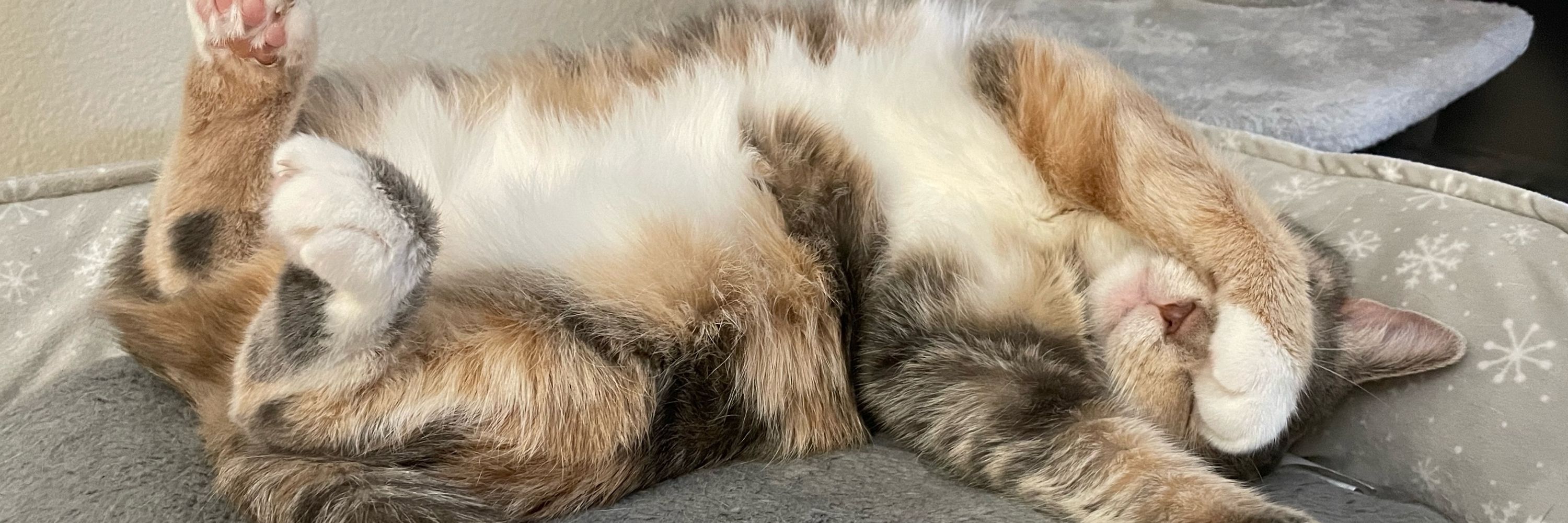 Blimpcat