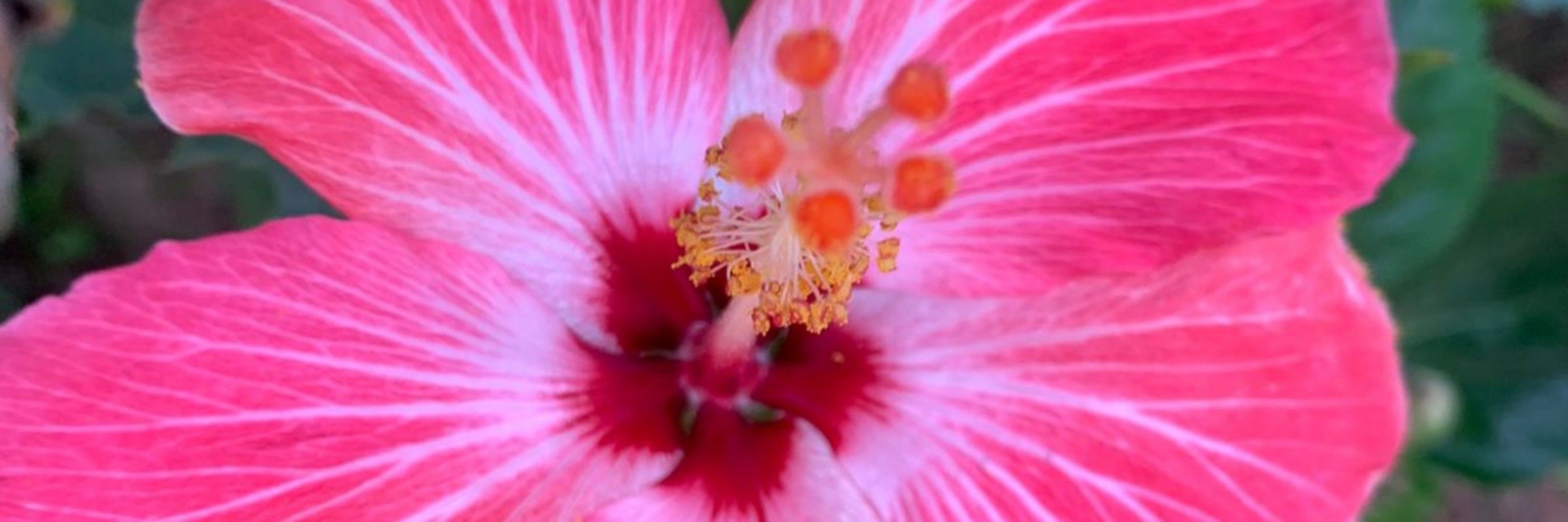 Isadora 🌺