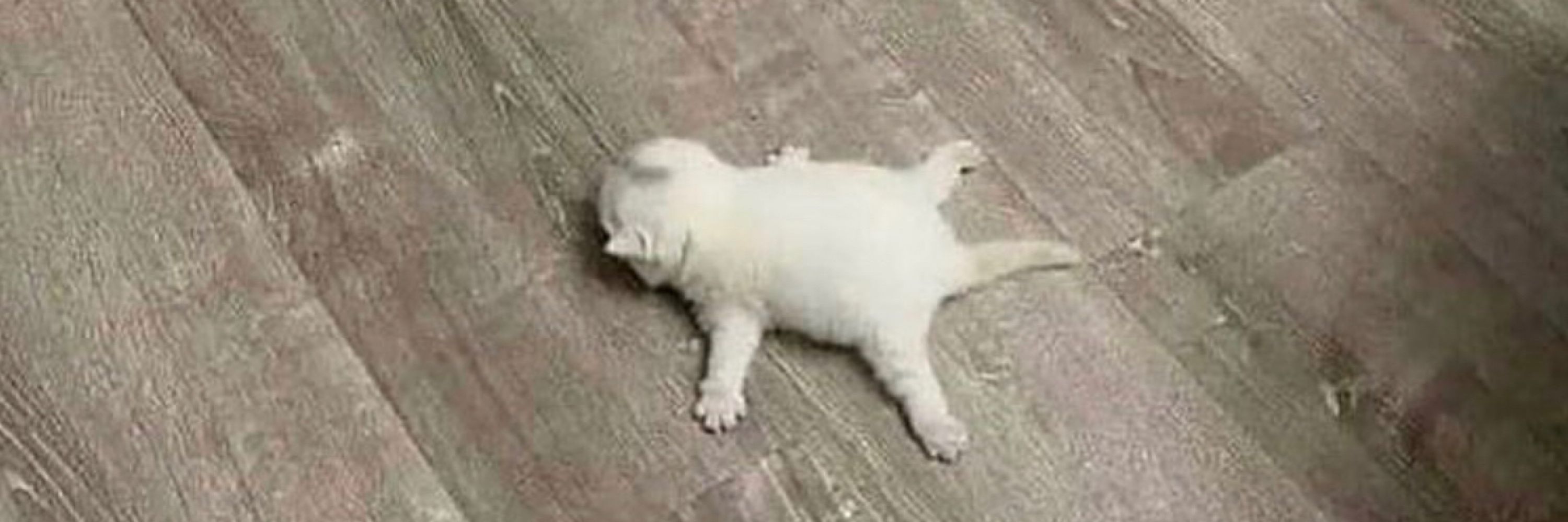 katto