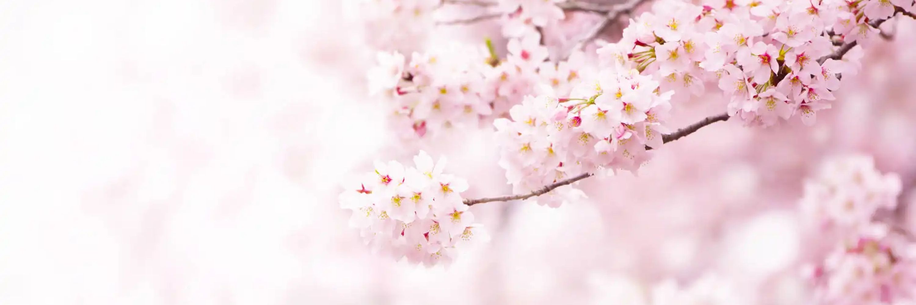 Sakura Sky