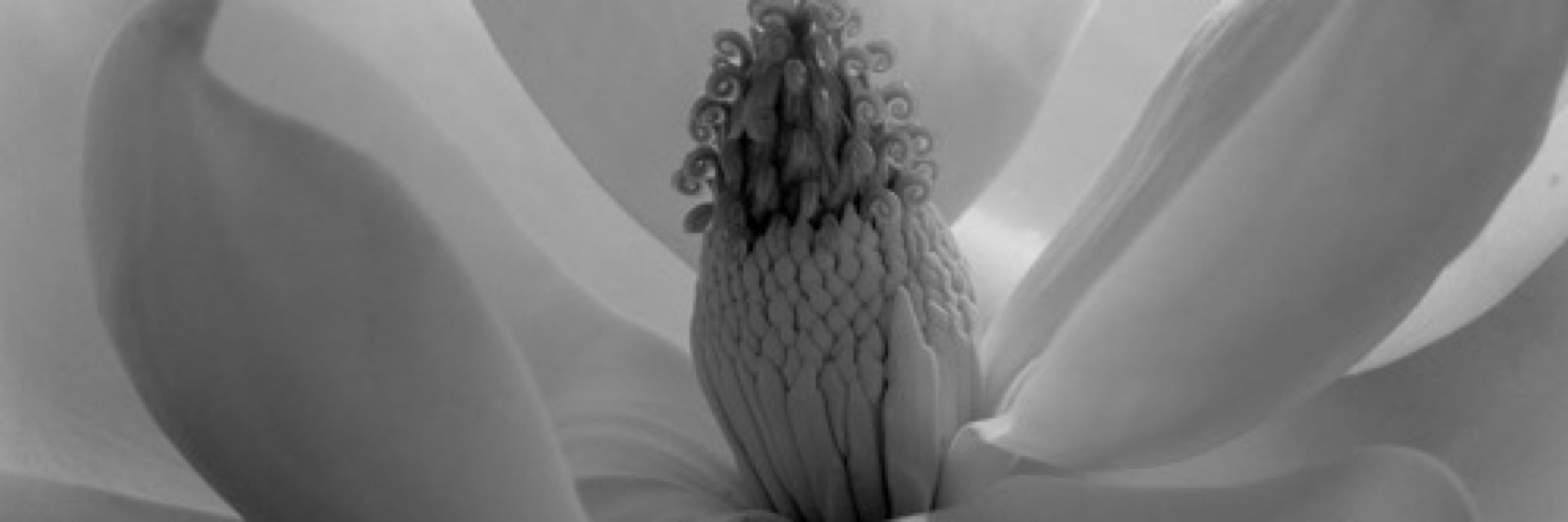 Imogen Cunningham