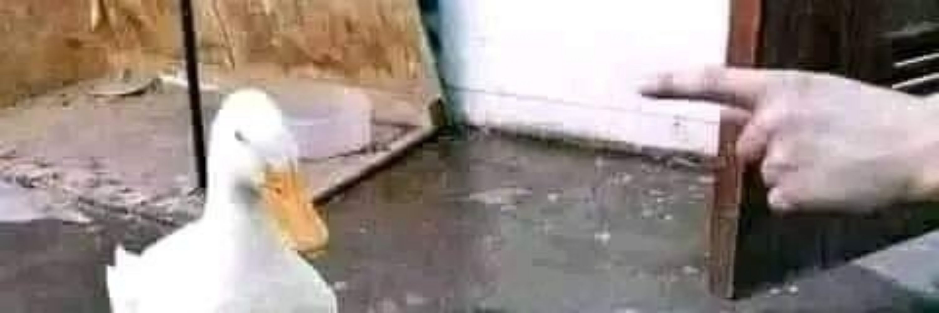 Yo