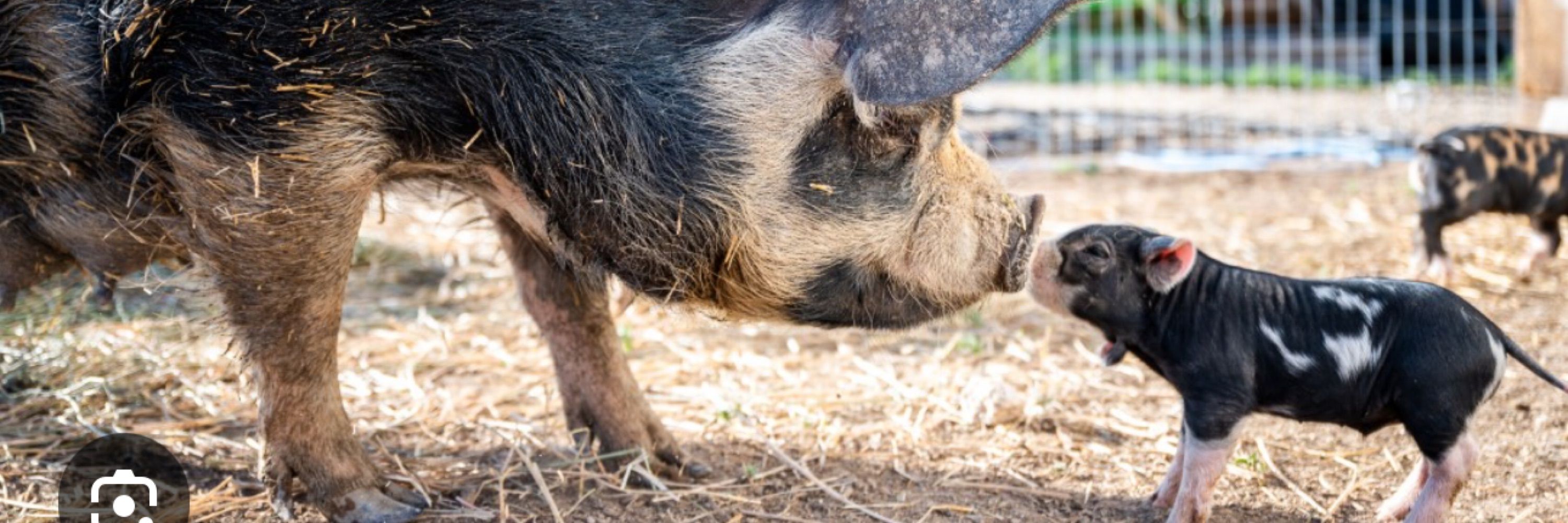 🌟Piggy Pigtures!🌟