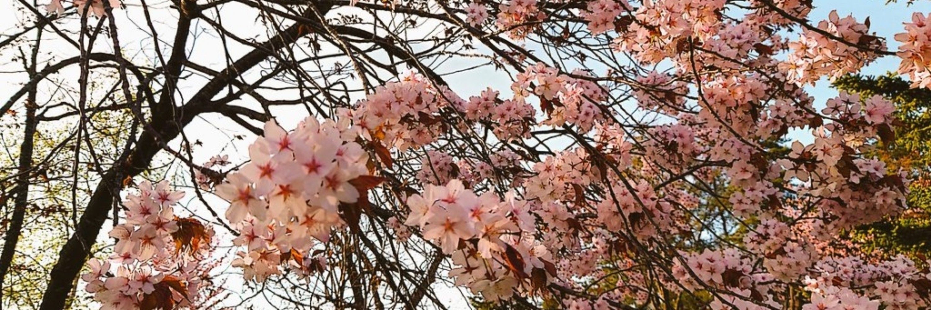 夕凪結月