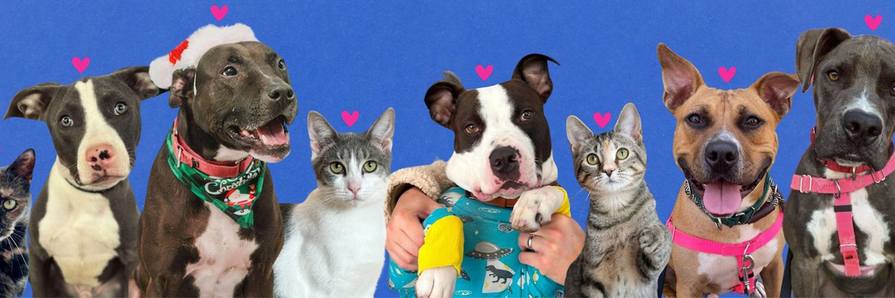 NYC Second Chance Rescue