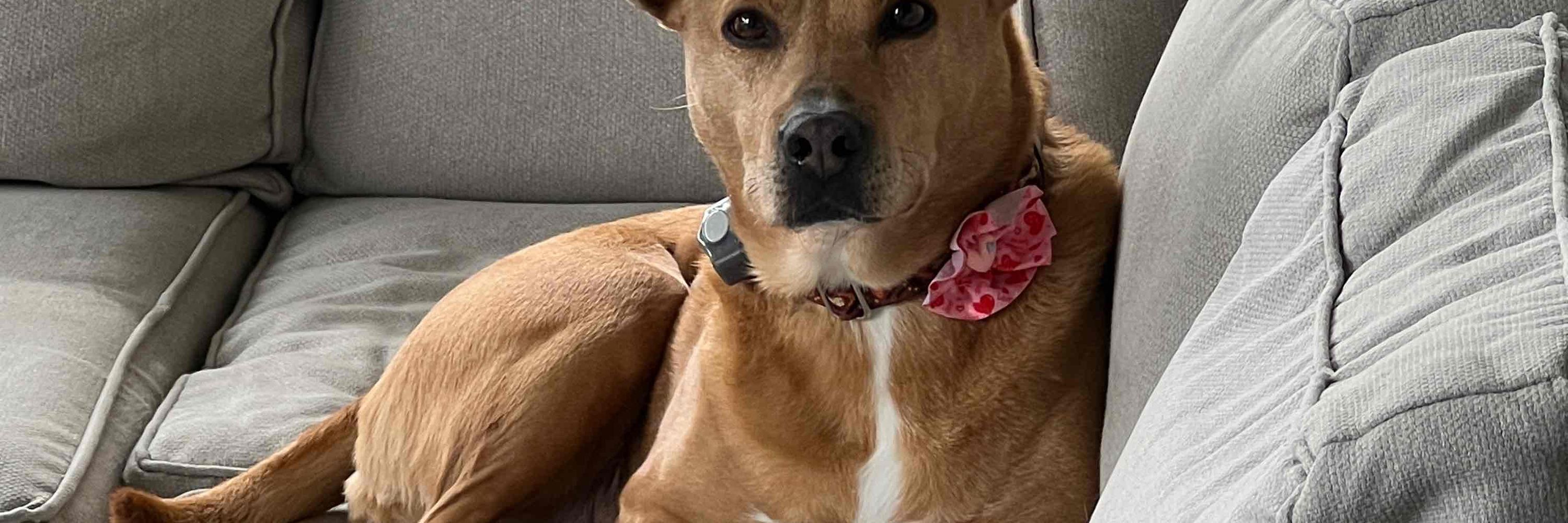 WVBrownDog
