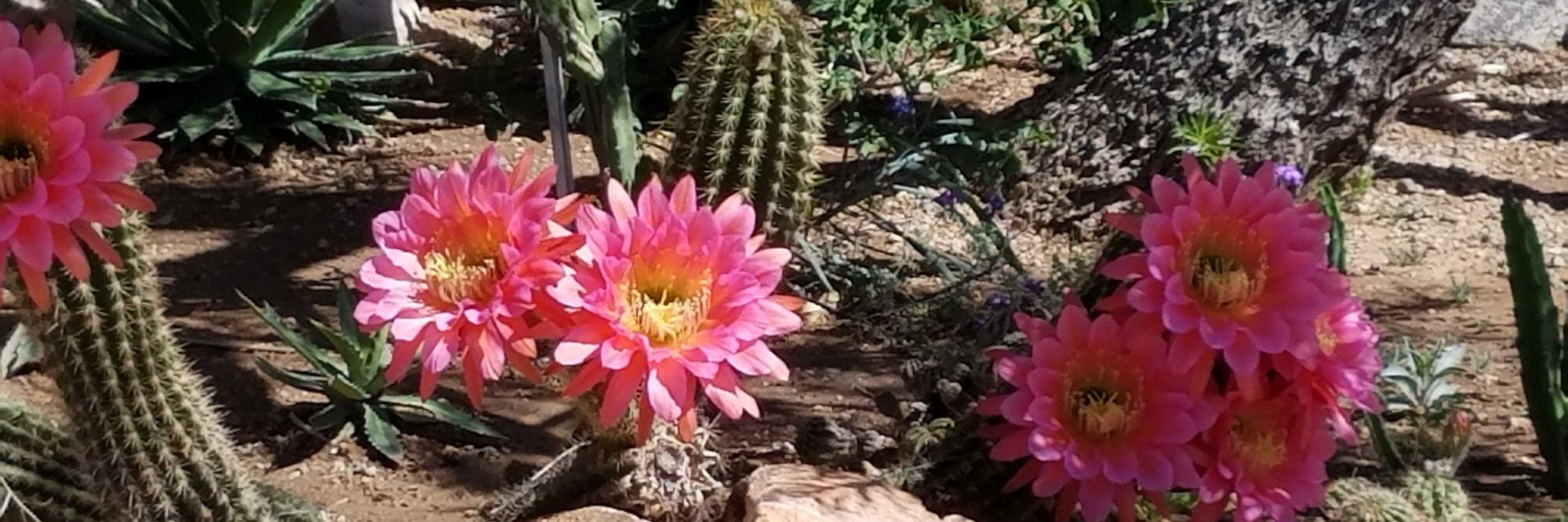 Adobe Cactus