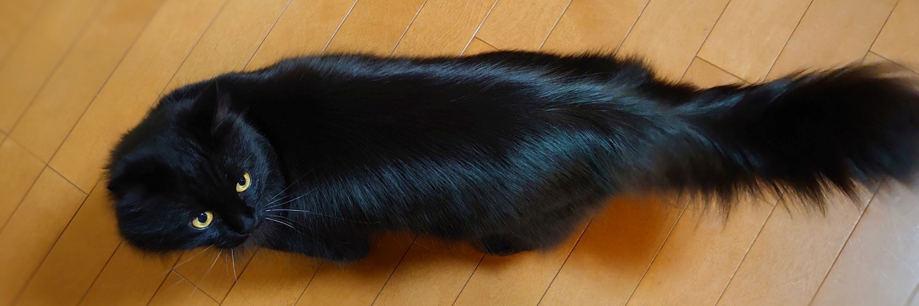 ʓ