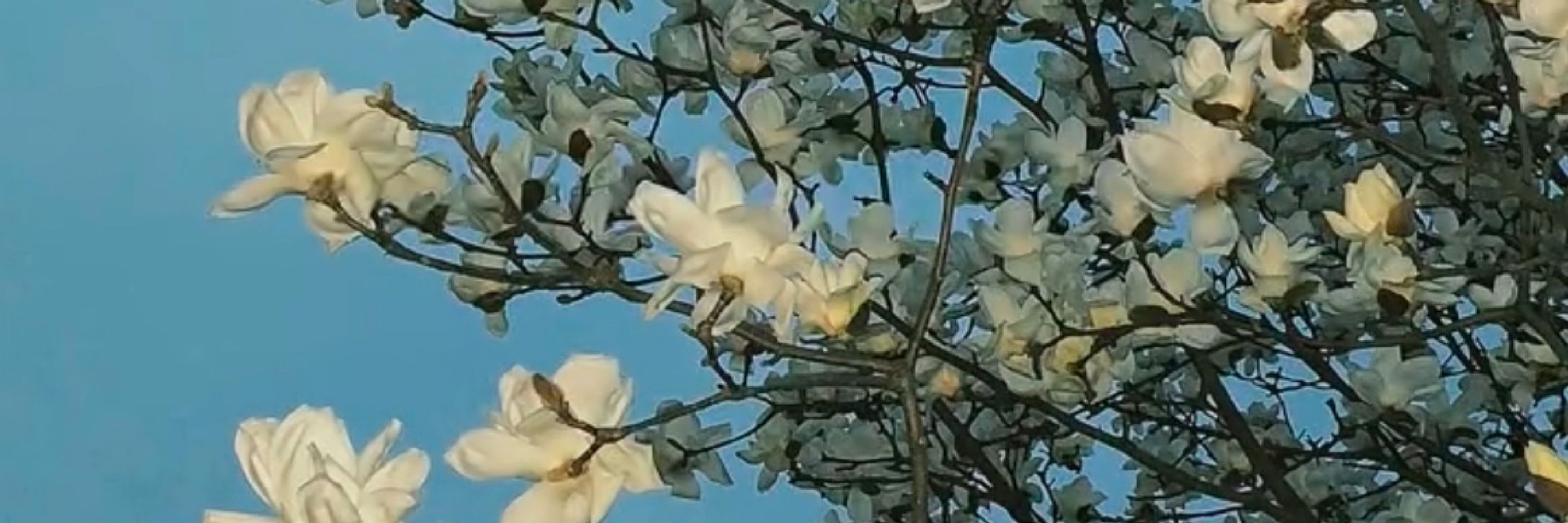 自横