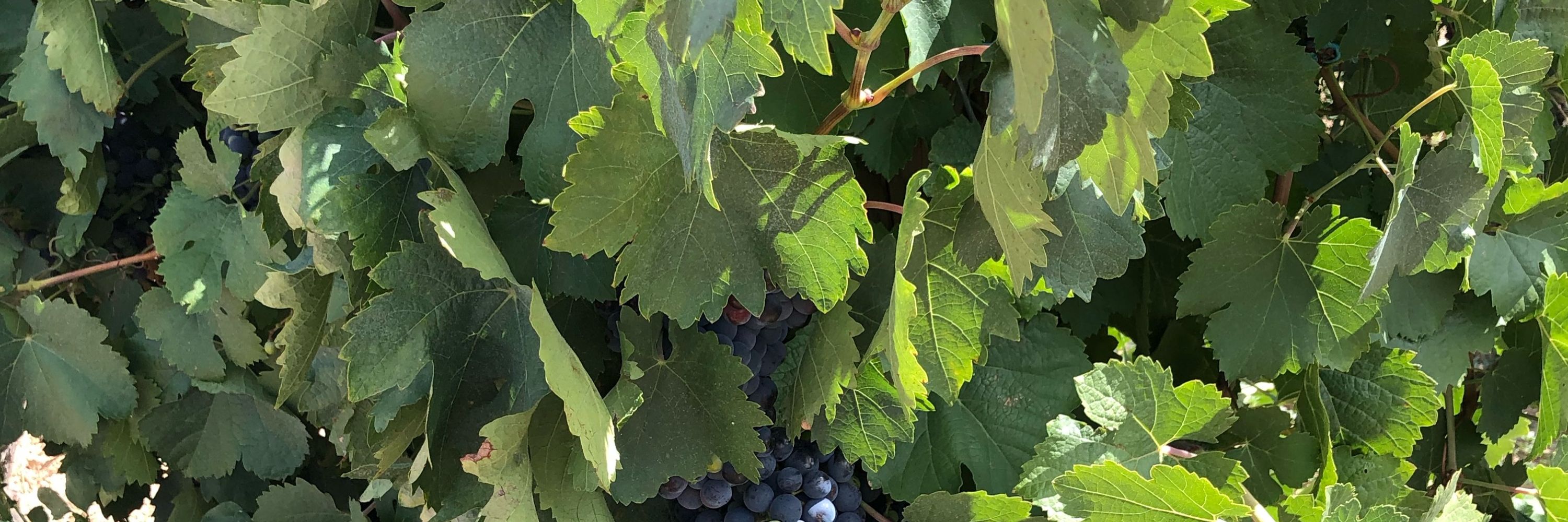 Debbie Warner - Wild Wine School