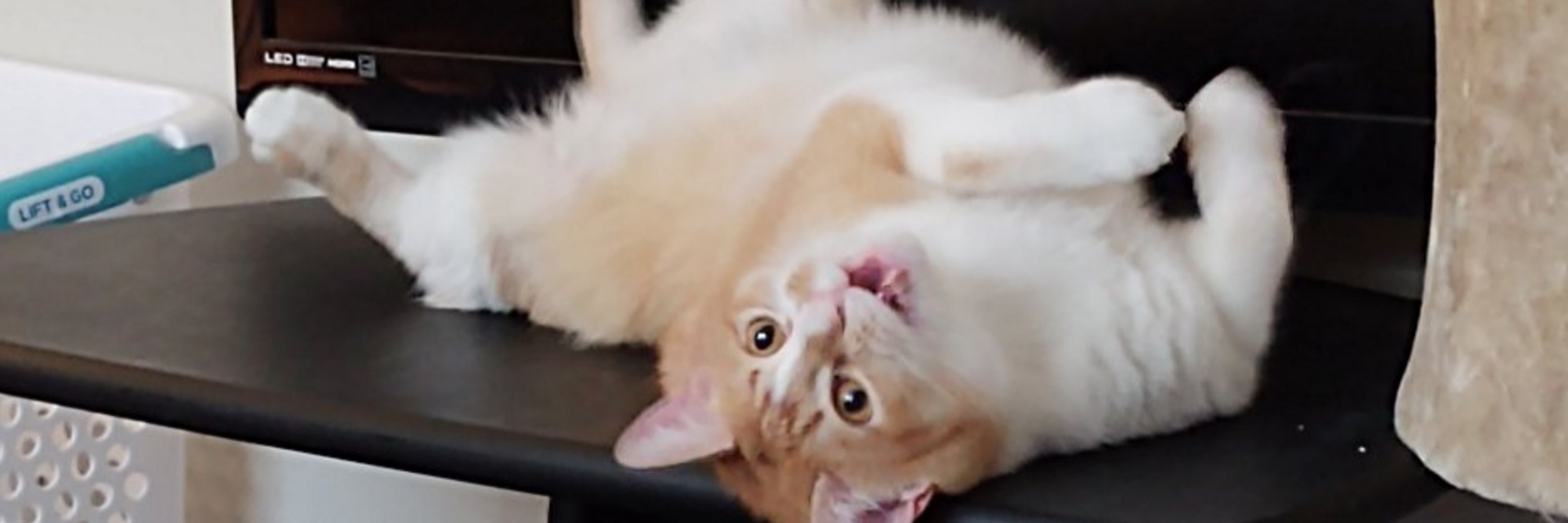 Palastel Cats