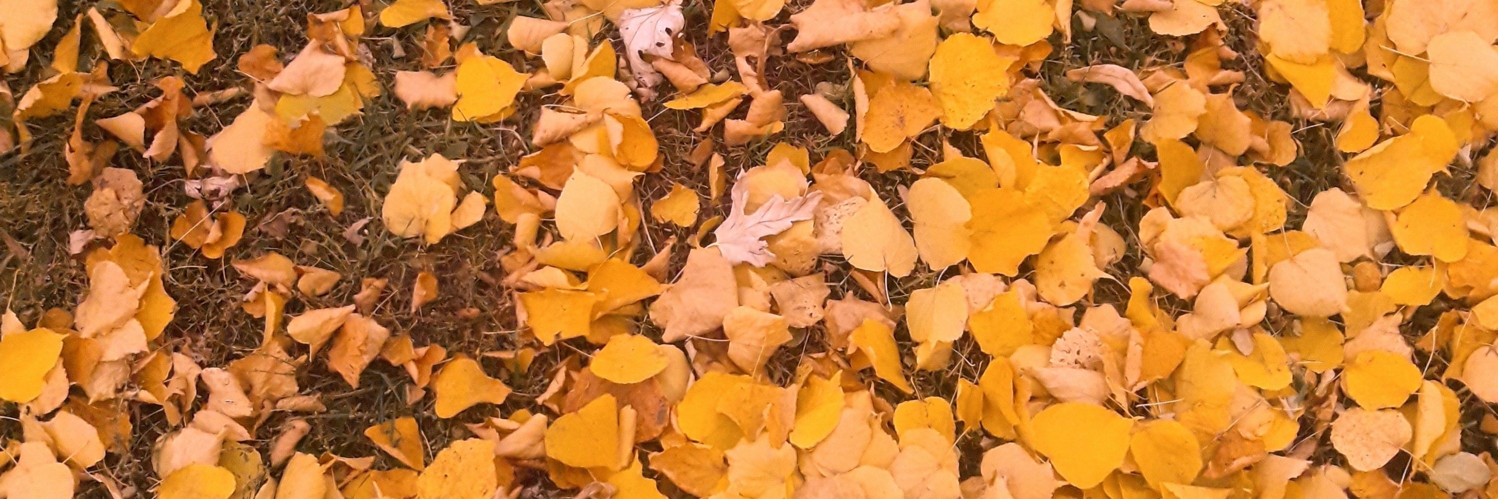 Мацуне Хіку🍂🐇⚢︎