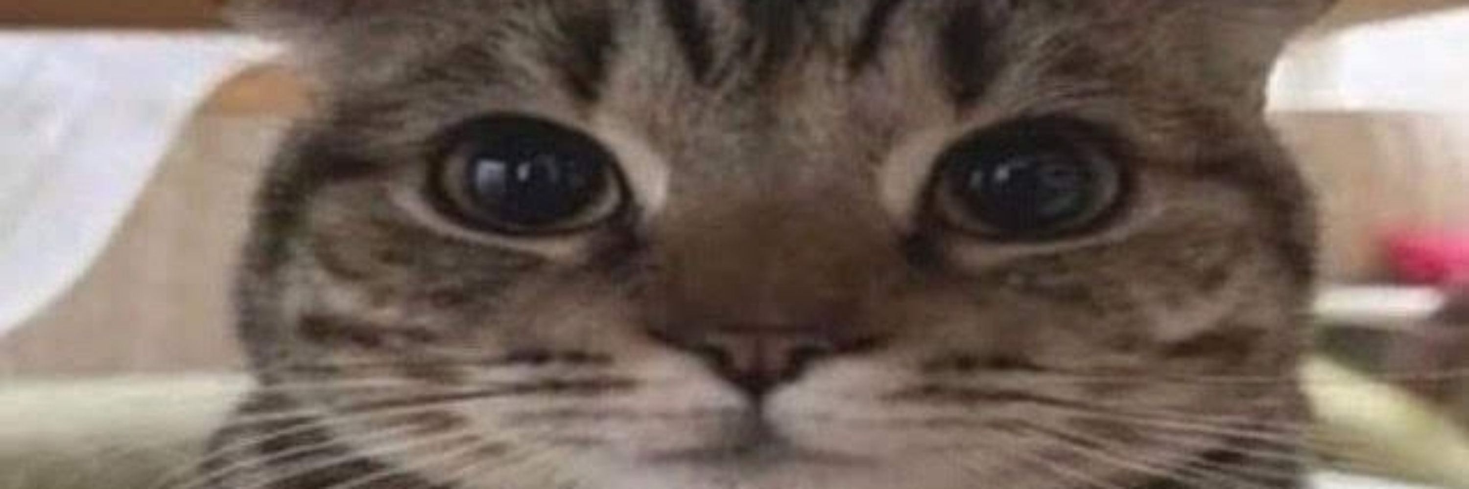ste
