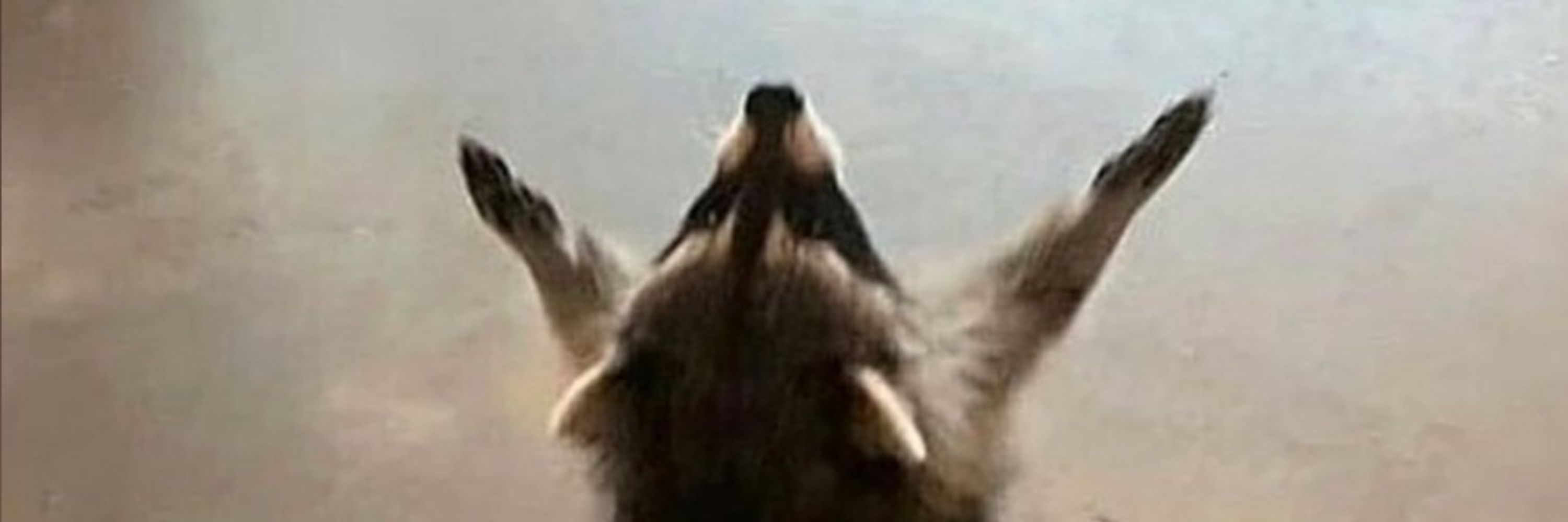짜곰