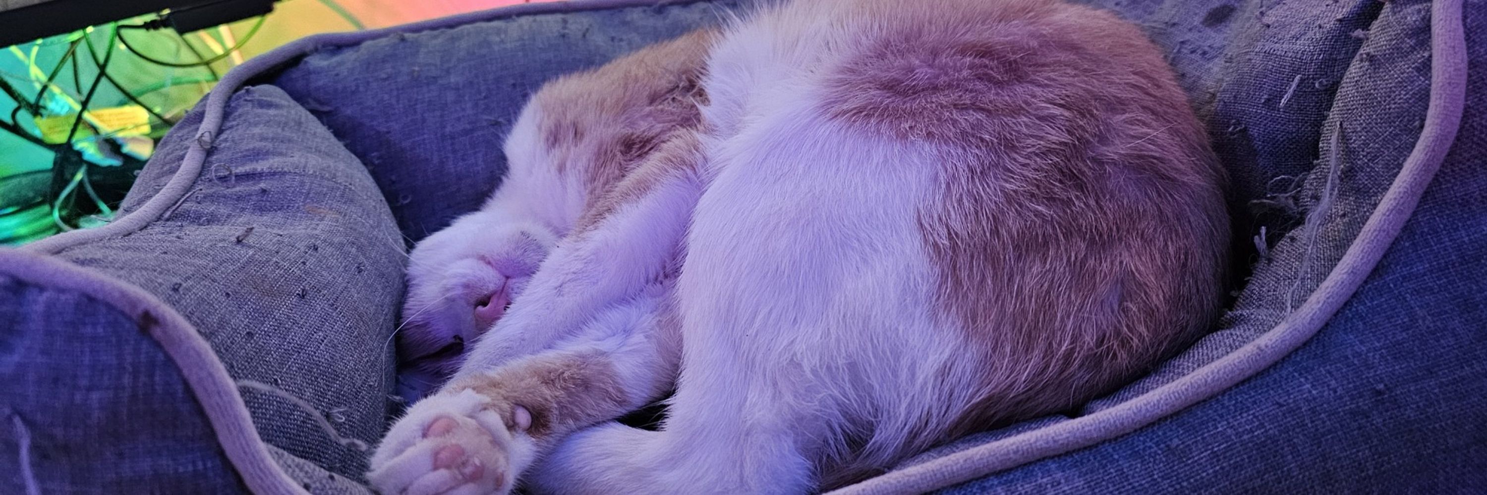 Kat S