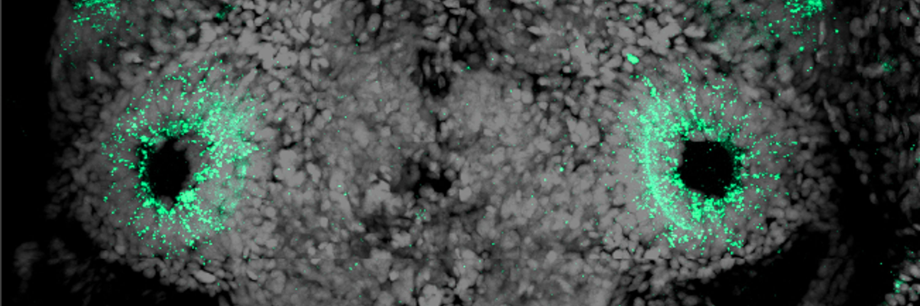 Tessmar-Raible Labs