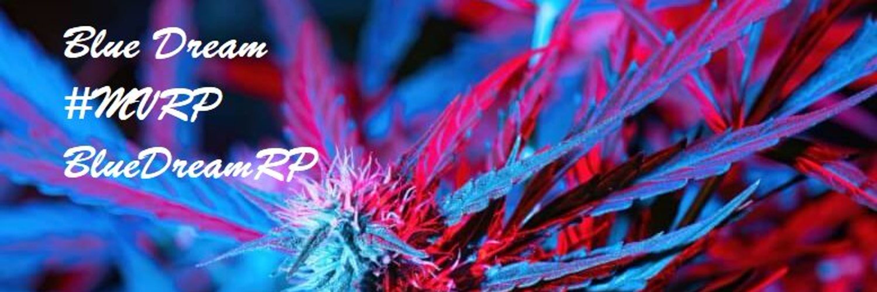 Vicelord Blue Dream