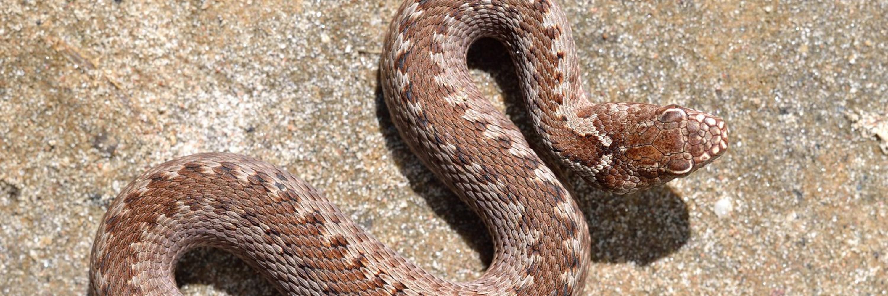 Zoosystematics and Evolution