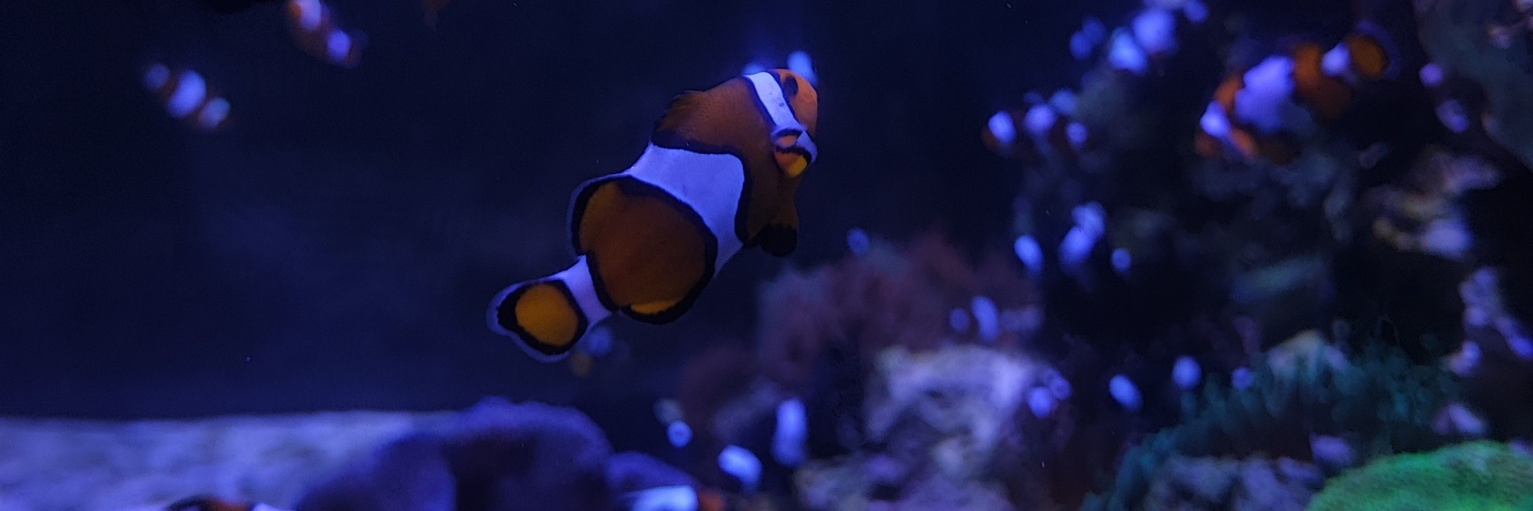 bibi's