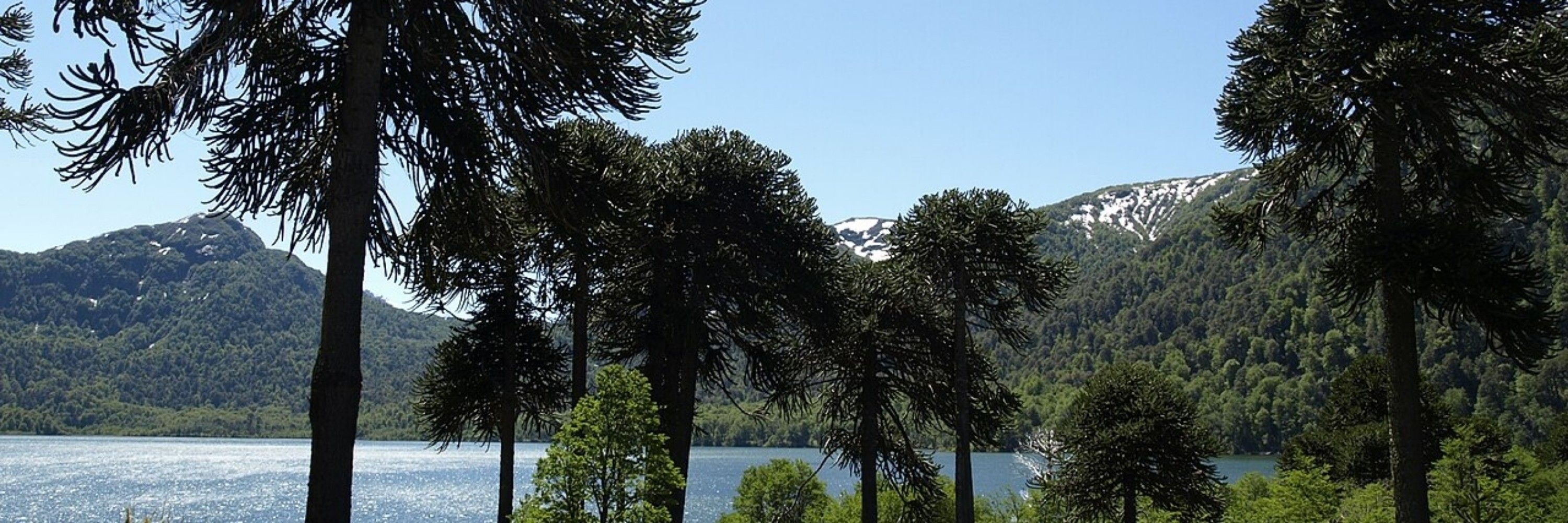 Araucaria Araucana Enthusiast