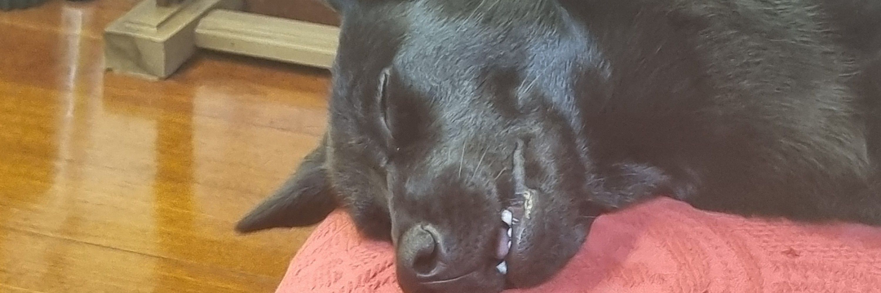lulu