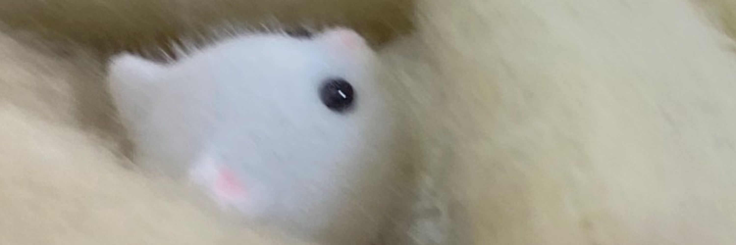 SOIPHON