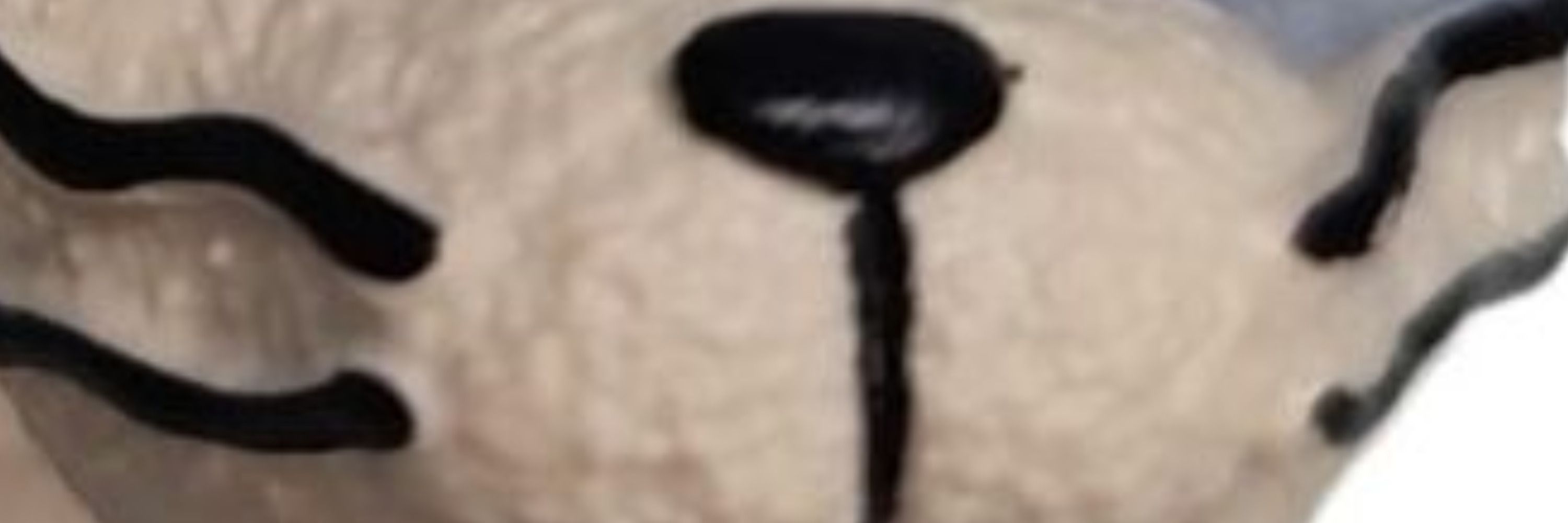 DroolyFooly 18+