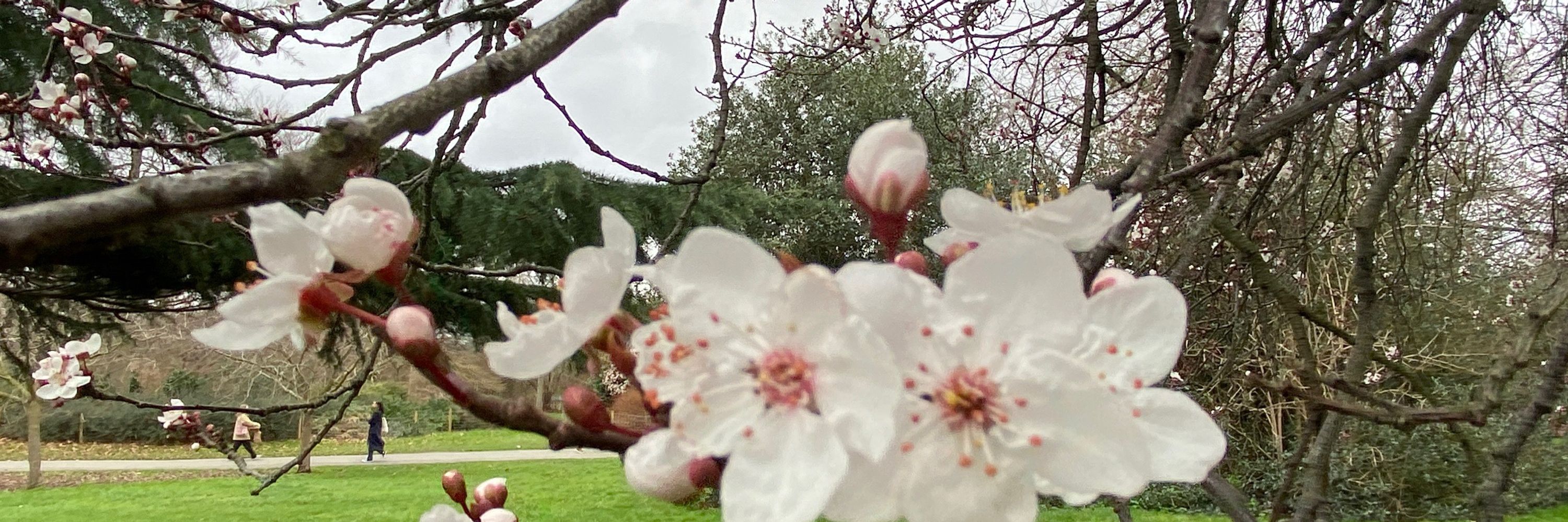 芯