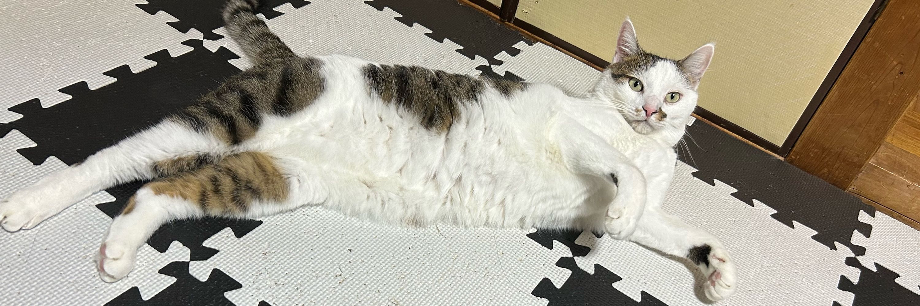 冨士田