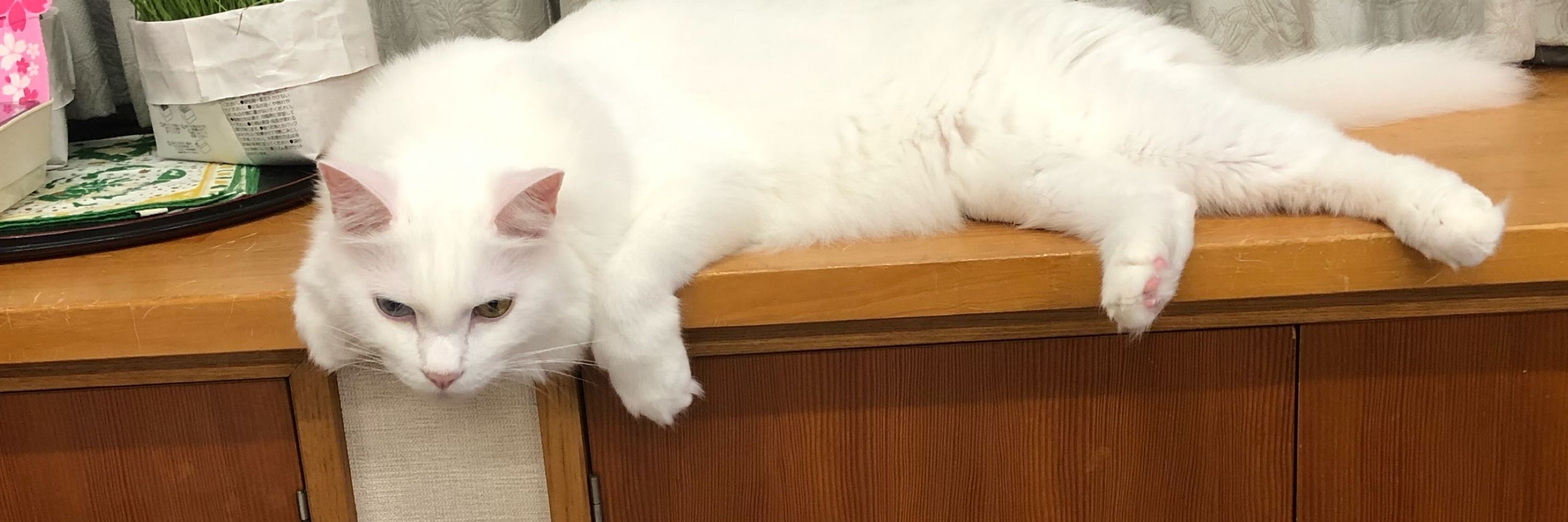 ヤギ