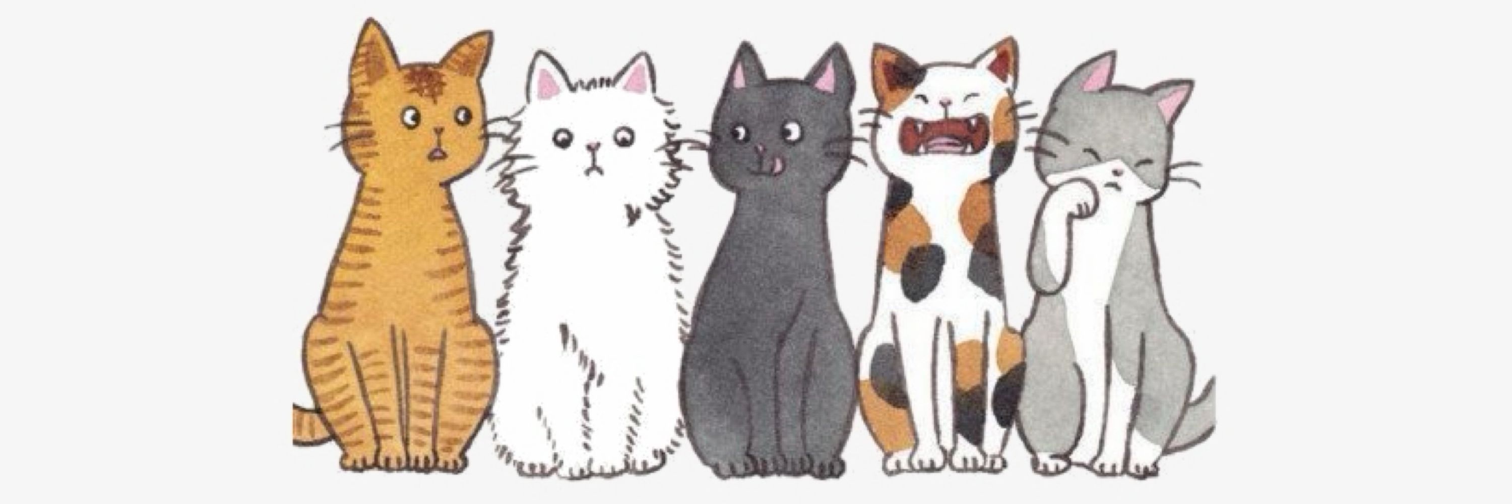 Numar 🐈‍⬛