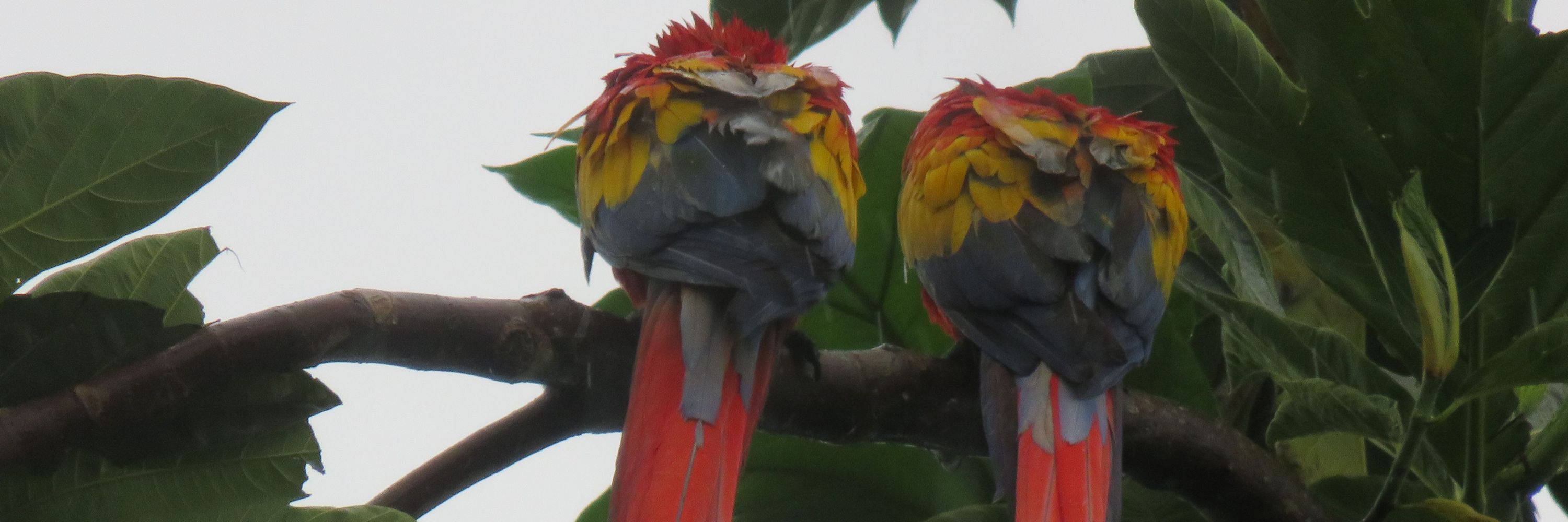 TolomucoRabioso