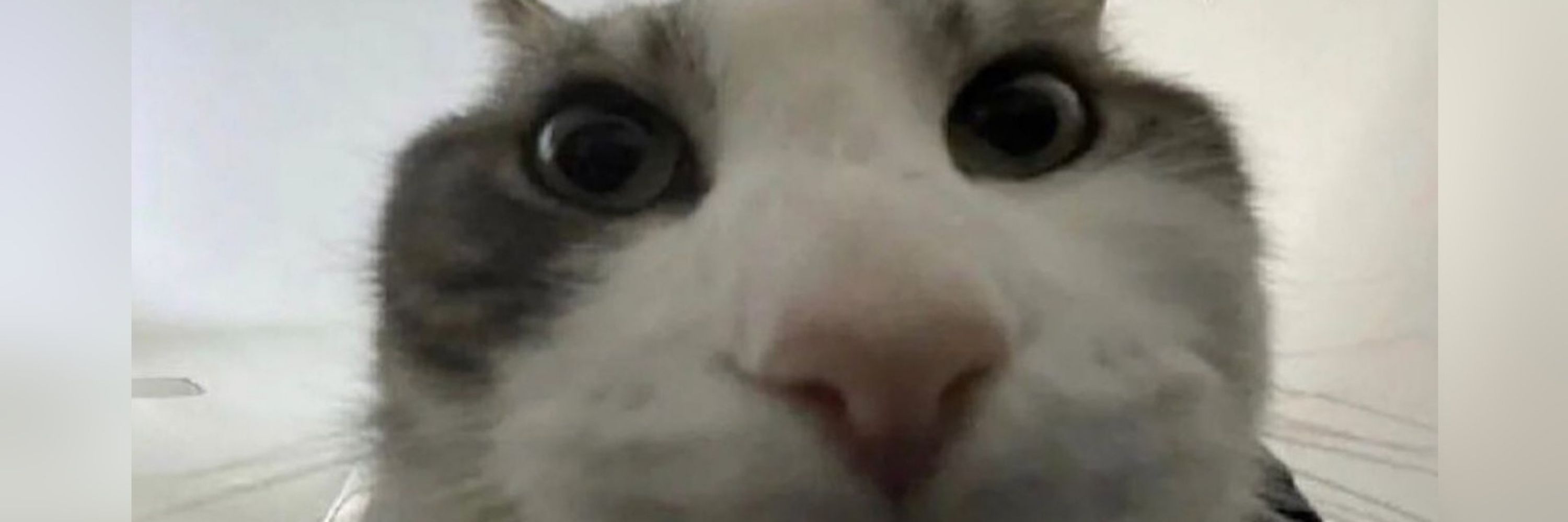 CatboyKipper