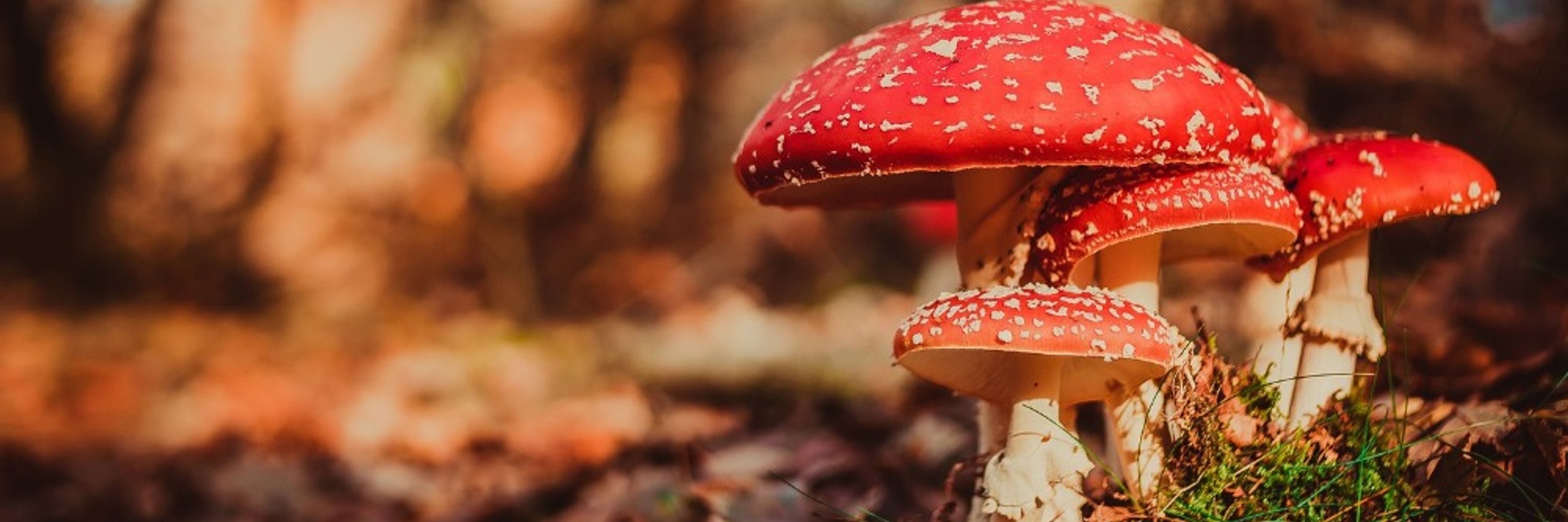 🍄 || 𝙵 𝙻 𝙾 𝚂 𝚂 𝚈 || 🍁