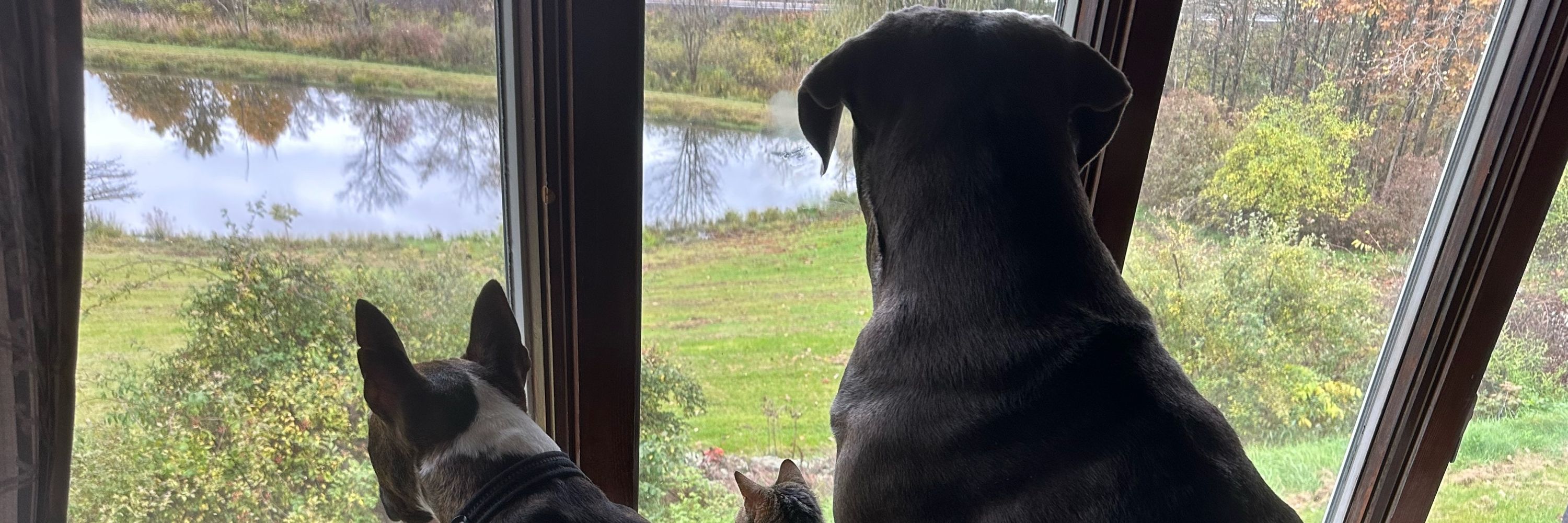 Maisie the Cane Corso