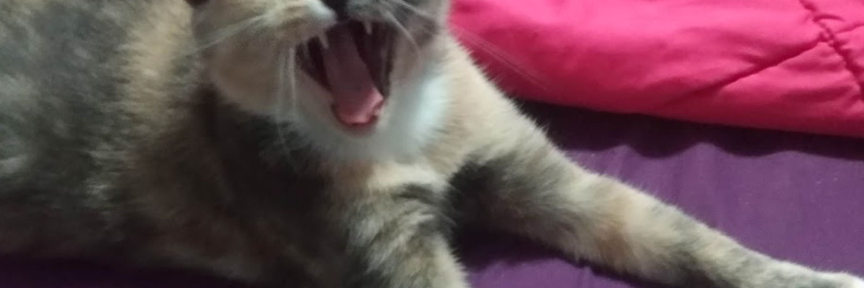 AthenaBeesh